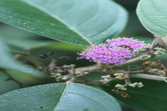 Callicarpa tomentosa